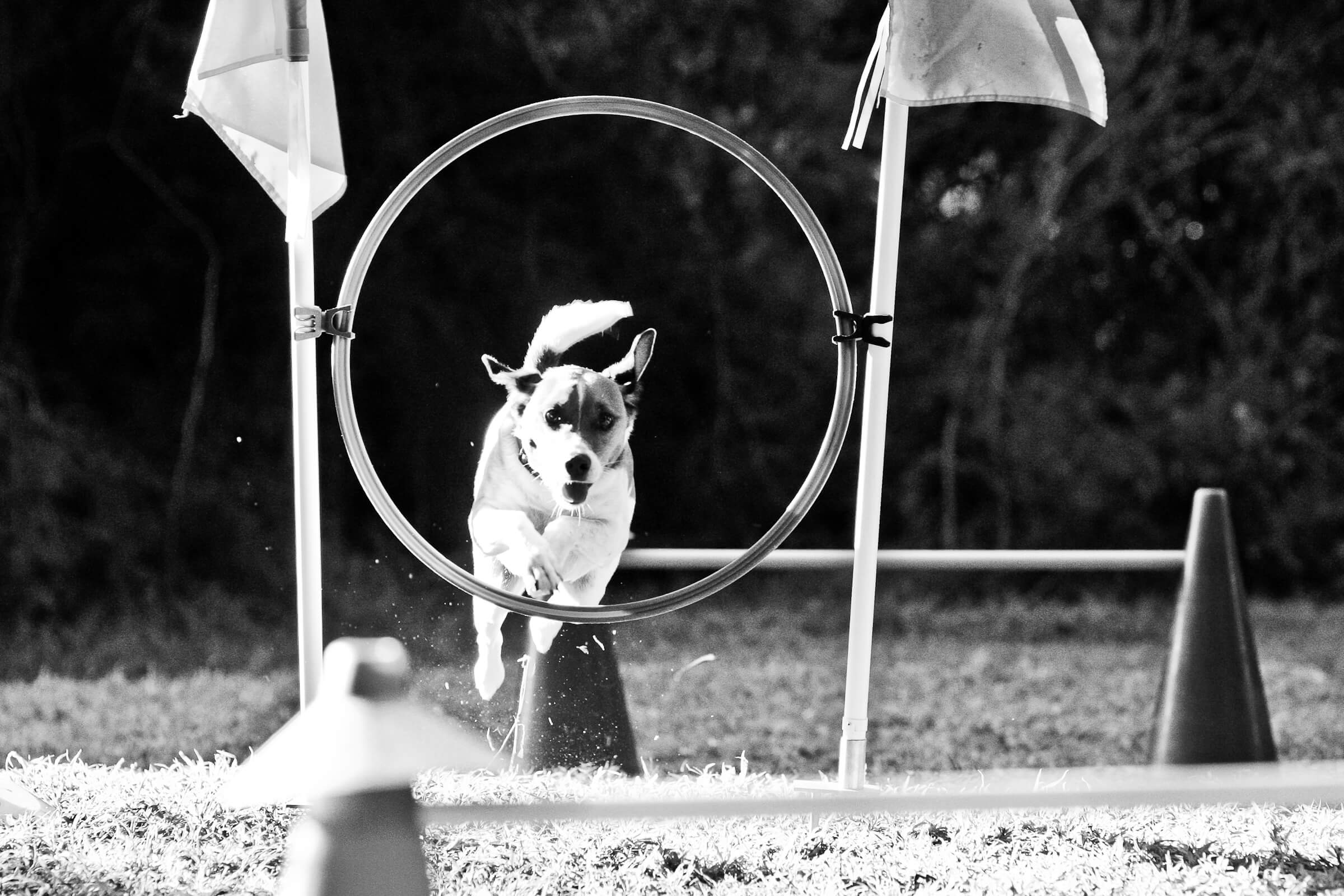 קייטנות אילוף